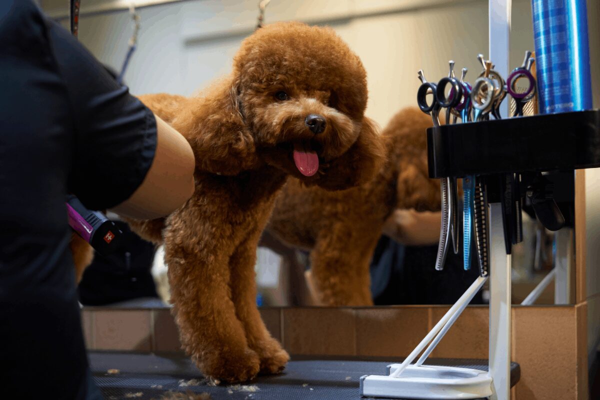 A brown, curly-haired dog is being groomed. The dog is on a table next to grooming tools, with part of its fur being trimmed.